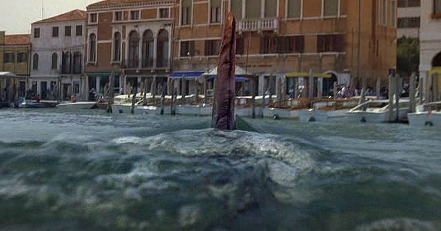 Uno squalo si aggira a Venezia e nessuno se ne accorge!